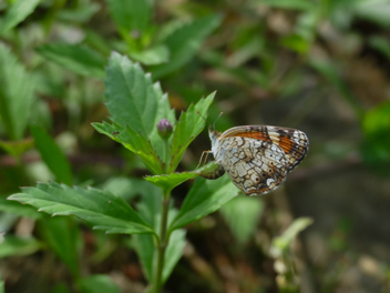 Phaon Crescent female ovipositing